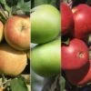 Apple 'Bramley 20' / 'Christmas Pippin' / 'Scrumptious' -Garden Supplies Sales 2024 pl2000025213