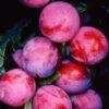 Plum 'Opal' -Garden Supplies Sales 2024 pl2000025217