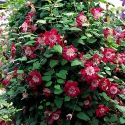 Clematis Avant-garde ('Evipo033') (PBR) -Garden Supplies Sales 2024 pl2000025351 card3 lg