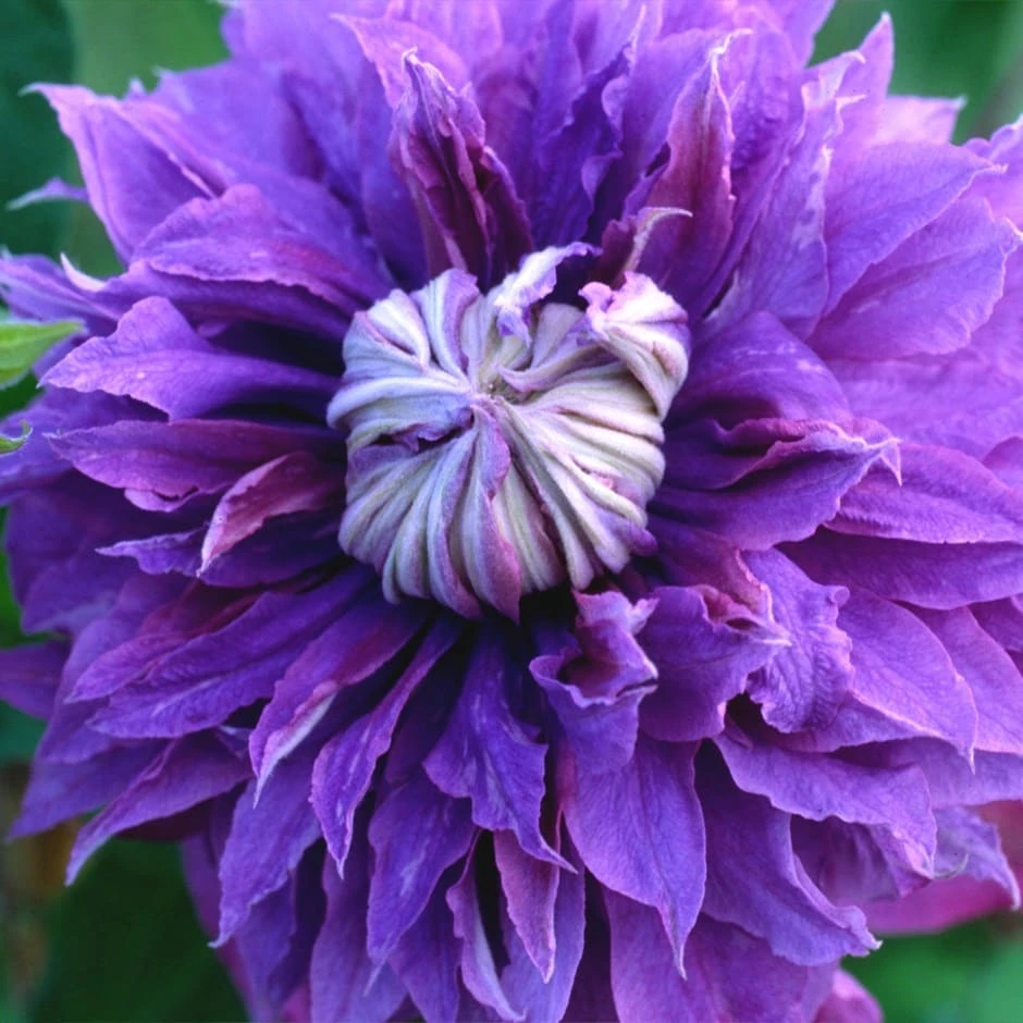 Clematis Diamantina ('Evipo039') (PBR) 3 Clematis Diamantina ('Evipo039') (PBR)