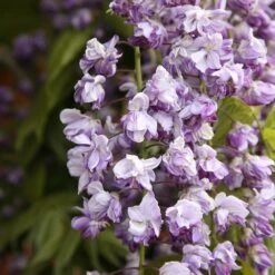 Wisteria Floribunda 'Yae-Kokuryū' -Garden Supplies Sales 2024 pl2000025818 card4 lg