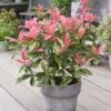 Photinia Serratifolia Pink Crispy ('Oploo5') (PBR) -Garden Supplies Sales 2024 pl2000025869