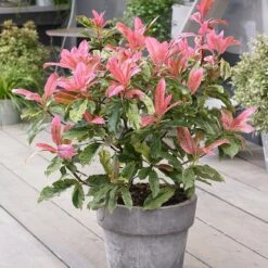 Photinia Serratifolia Pink Crispy ('Oploo5') (PBR)