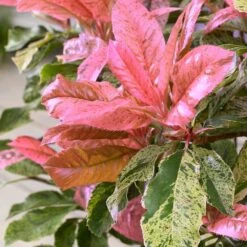 Photinia Serratifolia Pink Crispy ('Oploo5') (PBR) -Garden Supplies Sales 2024 pl2000025869 card3 lg