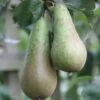 Pear 'Conference' -Garden Supplies Sales 2024 pl2000026089