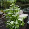 Viburnum Plicatum F. Tomentosum Kilimanjaro ('Jww1') (PBR) 2 Viburnum Plicatum F. Tomentosum Kilimanjaro ('Jww1') (PBR) -Garden Supplies Sales 2024 pl2000026280