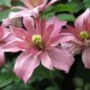 Clematis Montana 'Sunrise' -Garden Supplies Sales 2024 pl2000026297