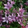 Clematis Giselle ('Evipo051') (PBR) -Garden Supplies Sales 2024 pl2000026298
