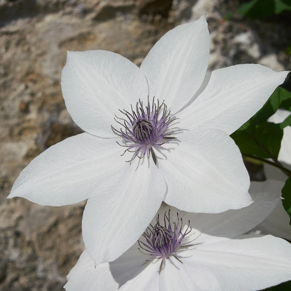 Clematis Tsukiko ('Evipo110') (PBR) (Garland Series) 3 Clematis Tsukiko ('Evipo110') (PBR) (Garland Series)