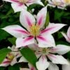 Clematis 'Andromeda' -Garden Supplies Sales 2024 pl2000026305