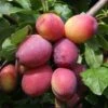 Plum 'Victoria' -Garden Supplies Sales 2024 pl2000026431