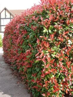 Photinia × Fraseri 'Red Robin' -Garden Supplies Sales 2024 pl2000026435 card3 lg