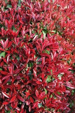 Photinia × Fraseri 'Red Robin' -Garden Supplies Sales 2024 pl2000026435 card4 lg
