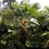 Trachycarpus Fortunei -Garden Supplies Sales 2024 pl2000026436