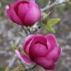 Magnolia Black Tulip ('Jurmag1') (PBR) -Garden Supplies Sales 2024 pl2000027193