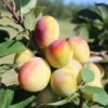 Plum 'Aprimira' (miracot) -Garden Supplies Sales 2024 pl2000027196