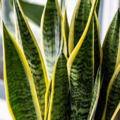 Sansevieria Trifasciata Var. Laurentii -Garden Supplies Sales 2024 pl2000027233 card3 lg