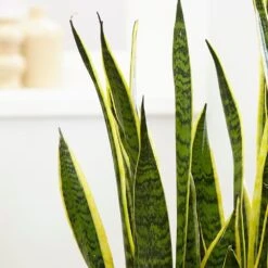 Sansevieria Trifasciata Var. Laurentii -Garden Supplies Sales 2024 pl2000027233 card4 lg