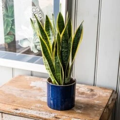 Sansevieria Trifasciata Var. Laurentii -Garden Supplies Sales 2024 pl2000027233 card5 lg