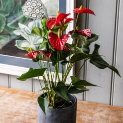 Anthurium (Andraeanum Group) Red Champion ('Anthbnena') (PBR) -Garden Supplies Sales 2024 pl2000027263 card3 lg
