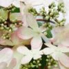 Viburnum Plicatum F. Tomentosum Kilimanjaro Sunrise ('Jww5') (PBR) -Garden Supplies Sales 2024 pl2000027309