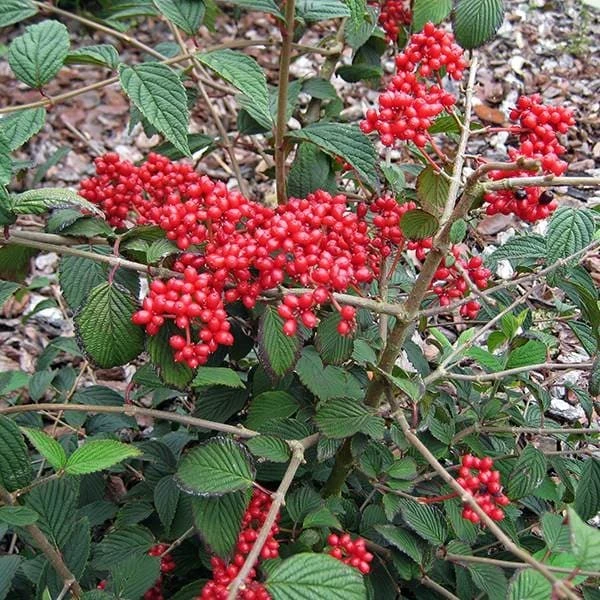 Viburnum Plicatum F. Tomentosum Kilimanjaro Sunrise ('Jww5') (PBR) 4 Viburnum Plicatum F. Tomentosum Kilimanjaro Sunrise ('Jww5') (PBR) - Image 2