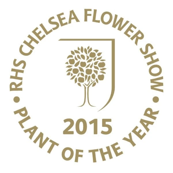 Viburnum Plicatum F. Tomentosum Kilimanjaro Sunrise ('Jww5') (PBR) 5 Viburnum Plicatum F. Tomentosum Kilimanjaro Sunrise ('Jww5') (PBR) - Image 3