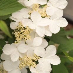 Viburnum Plicatum F. Tomentosum Kilimanjaro Sunrise ('Jww5') (PBR) 10 Viburnum Plicatum F. Tomentosum Kilimanjaro Sunrise ('Jww5') (PBR) -Garden Supplies Sales 2024 pl2000027309 card4 lg