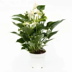 Anthurium White Champion ('Anthefaqyr') (PBR) 6 Anthurium White Champion ('Anthefaqyr') (PBR) -Garden Supplies Sales 2024 pl2000027698 card2 lg