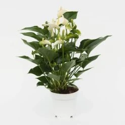 Anthurium White Champion ('Anthefaqyr') (PBR) 7 Anthurium White Champion ('Anthefaqyr') (PBR) -Garden Supplies Sales 2024 pl2000027698 card3 lg