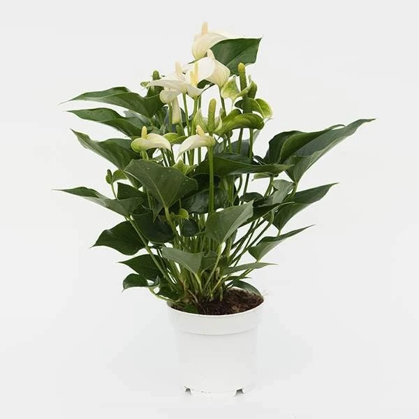 Anthurium White Champion ('Anthefaqyr') (PBR) 5 Anthurium White Champion ('Anthefaqyr') (PBR) - Image 3