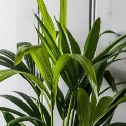 Howea Forsteriana -Garden Supplies Sales 2024 pl2000027701 card5 lg