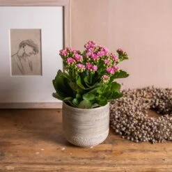 Kalanchoe Blossfeldiana 'Don Nando' (PBR) -Garden Supplies Sales 2024 pl2000027705 card3 lg