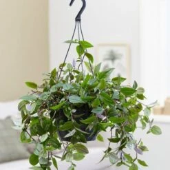 Tradescantia 'Green Hill' -Garden Supplies Sales 2024 pl2000027706 card3 lg