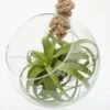 Extra Large Air Plant With Hanging Glass Orb/terrarium -Garden Supplies Sales 2024 pl2000027709
