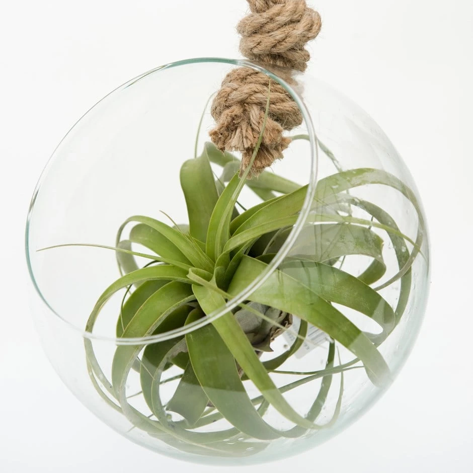 Extra Large Air Plant With Hanging Glass Orb/terrarium 3 Extra Large Air Plant With Hanging Glass Orb/terrarium