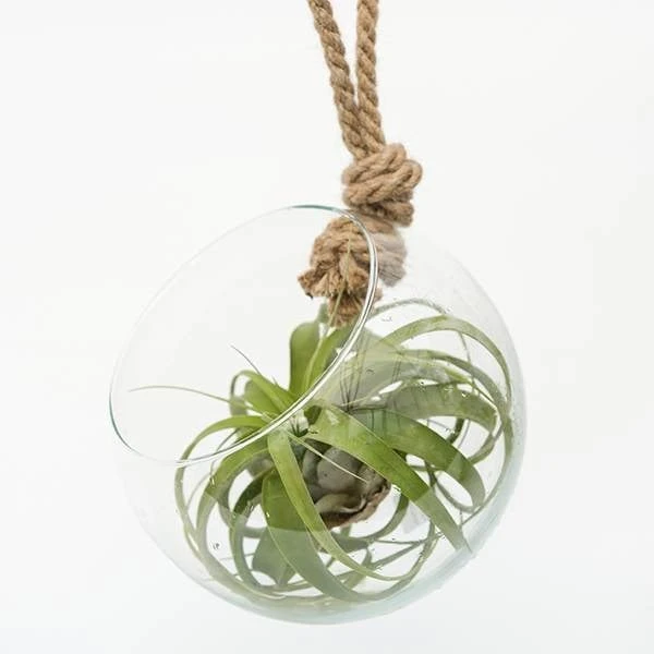 Extra Large Air Plant With Hanging Glass Orb/terrarium 4 Extra Large Air Plant With Hanging Glass Orb/terrarium - Image 2