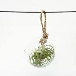 Extra Large Air Plant With Hanging Glass Orb/terrarium 7 Extra Large Air Plant With Hanging Glass Orb/terrarium -Garden Supplies Sales 2024 pl2000027709 card3 lg