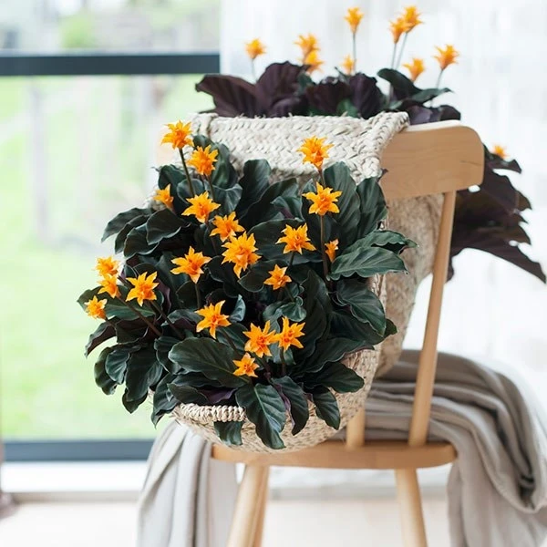 Goeppertia Crocata 'Tassmania' 7 Goeppertia Crocata 'Tassmania' - Image 5