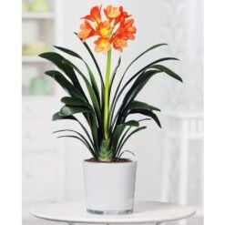 Clivia Miniata 11 Clivia Miniata -Garden Supplies Sales 2024 pl2000027724 card4 lg