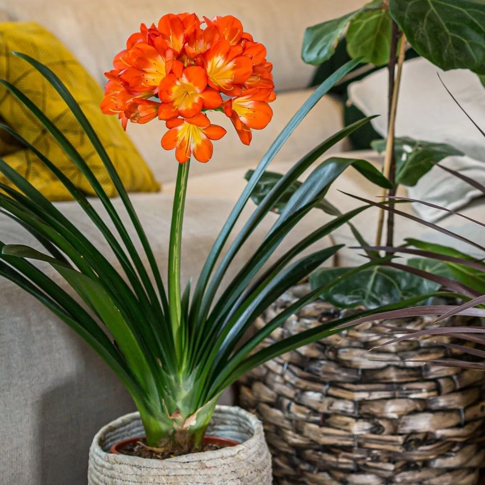 Clivia Miniata 7 Clivia Miniata - Image 5