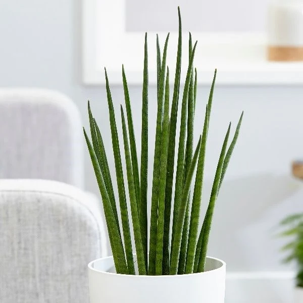 Sansevieria Bacularis 'Mikado' 3 Sansevieria Bacularis 'Mikado'