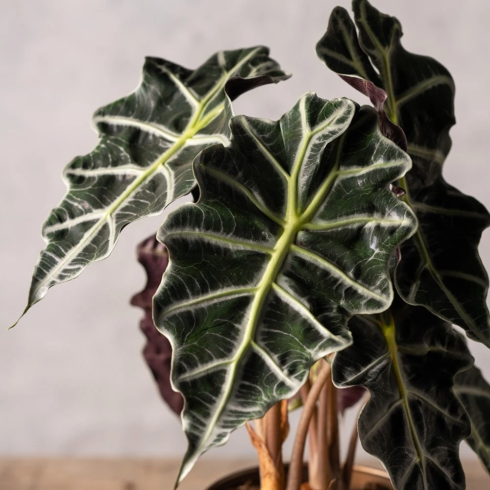 Alocasia × Amazonica 'Polly' 4 Alocasia × Amazonica 'Polly' - Image 2
