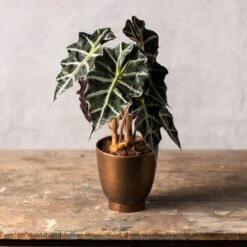 Alocasia × Amazonica 'Polly' 7 Alocasia × Amazonica 'Polly' -Garden Supplies Sales 2024 pl2000027731 card3 lg