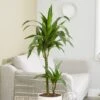 Dracaena Fragrans 'Janet Craig' -Garden Supplies Sales 2024 pl2000027738