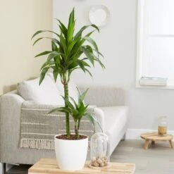 Dracaena Fragrans 'Janet Craig' -Garden Supplies Sales 2024 pl2000027738 card3 lg