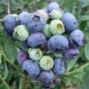 Blueberry 'Darrow' -Garden Supplies Sales 2024 pl2000027777
