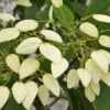 Schizophragma Fauriei 'Angel Wings' -Garden Supplies Sales 2024 pl2000027789