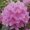 Rhododendron 'Roseum Elegans' -Garden Supplies Sales 2024 pl2000027797