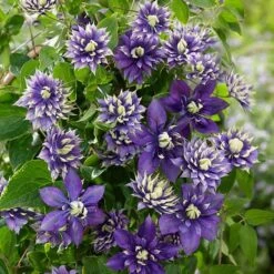 Clematis 'Taiga' (PBR) 14 Clematis 'Taiga' (PBR) -Garden Supplies Sales 2024 pl2000028061 card4 lg